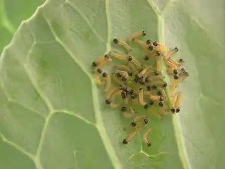 Lagartas da couve com um dia de vida. Março 2016 Estepona, Espanh