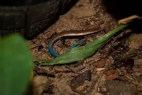 Indivíduo de Micrablepharus maximiliani encontrado em Crateús, Ceará.
