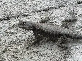 Lagarto do género Tropidurus na Paraíba