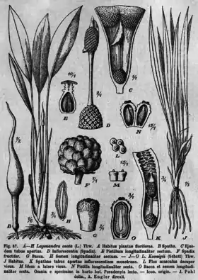 L. ovata (e.) e L. koenigii (d.)