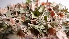 Lagochilus inebrians