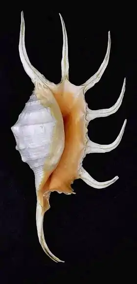 Vista inferior da concha de L. crocata; espécime coletado nas ilhas Molucas, Indonésia, e pertencente ao acervo do Museu de História Natural de Leiden, Holanda do Sul.