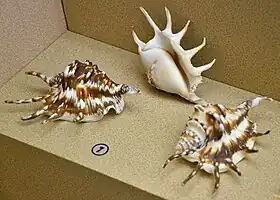 Fotografia de três conchas de L. lambis em museu de Phuket.