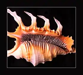 Vista da abertura da concha da espécie L. scorpius.