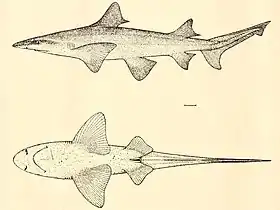 Gravura de um Lamiopsis tephrodes