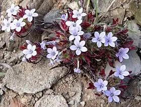 Langloisia setosissima