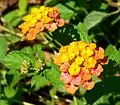 Lantana x 'Spreading Sunset'