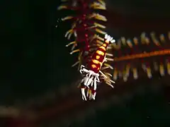 Laomenes cornutus sur un crinoïde.