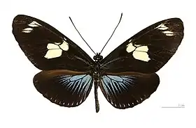 L. doris ssp. doris, em vista superior.