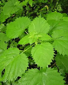 Laportea macrostachya