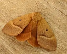 Lasiocampa quercus ©Entomart.ins