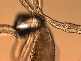 Halammohydrida octopodides