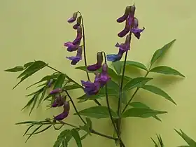 Lathyrus vernus