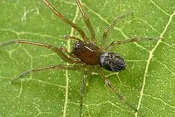 Lathys insulana (macho).