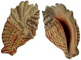 Ilustrações de L. sinuatus (1845) provenientes da obra de Heinrich Carl Küster, Die Flügelschnecken (Strombea).