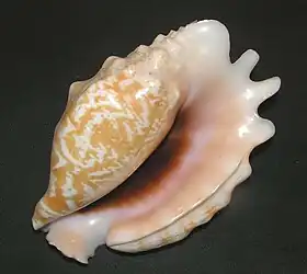 Fotografia da vista inferior concha de Latissistrombus sinuatus ([Lightfoot], 1786), de espécime vindo de Bohol, Filipinas.