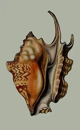 Ilustração da vista inferior da concha de Latissistrombus taurus (Reeve, 1857) proveniente de sua descrição original, retirada dos Proceedings of the Zoological Society of London. 25 (1857).