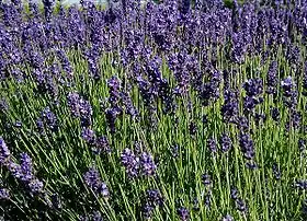 Flores da Lavandula angustifolia