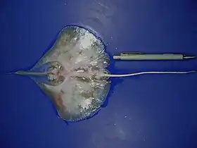 Anacanthobatis folirostris