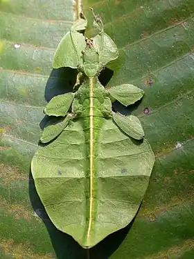 Phyllium sp.