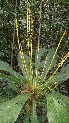 Agrostistachys borneensis