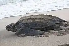 A leatherback sea turtle leaving a beach, possibly after laying eggs.