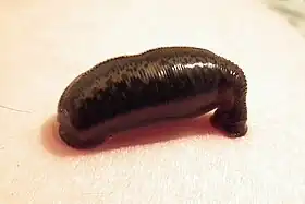 Hirudo medicinalis Parasitando um humano.