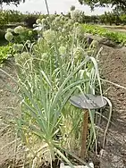 O alho-porro, um símbolo nacional do País de Gales