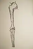 Schéma d'un tibia.