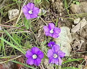 Legousia speculum-veneris
