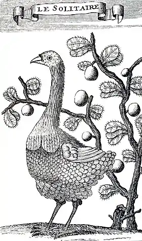 Desenho de François Leguat (1708), única ilustração da espécie feita por alguém que a observou viva.