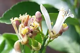 Receptáculo discifloro (ou discífero) de flor de Citrus, plano mostrando o espessamento nectarífero.