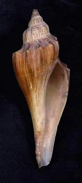 Vista inferior de uma concha de L. elongatus.