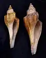 Duas conchas de Lenifusus elongatus (Lamarck, 1822); encontrada no sudeste da Ásia, do Japão até a península da Malásia.