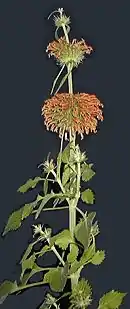 Leonotis leonurus