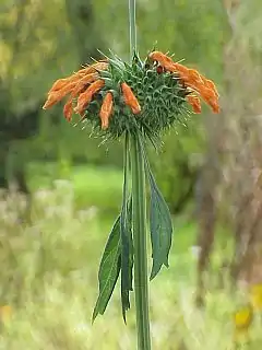 Leonotis nepetifolia