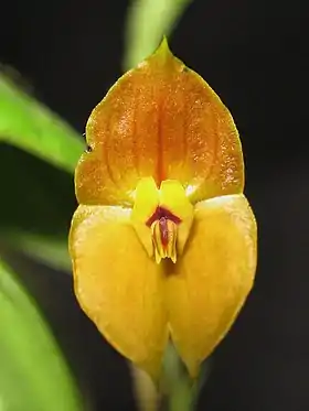 Lepanthes ophelma