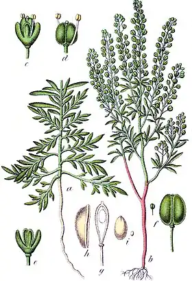 Lepidium ruderale