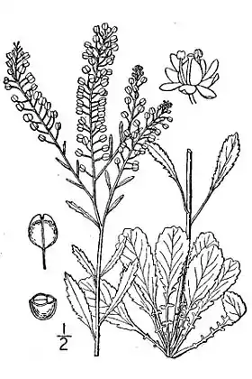 Lepidium virginicum