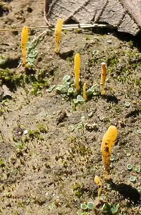 Lepidostroma vilgalysii Hodkinson