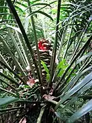 L. hopei  — planta feminina com cone desintegrado contendo sementes.