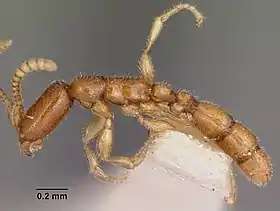 Leptanilloides biconstricta