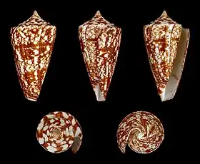 Cinco vistas da concha de Conus amadis Gmelin, 1791, encontrada no oceano Índico e Indonésia.