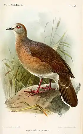 Ilustração de Keulemans, 1893