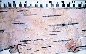 Leptorhaphis epidermidis crescendo sobre a casca de uma bétula