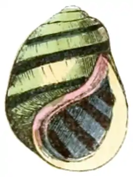 Leptoxis taeniata