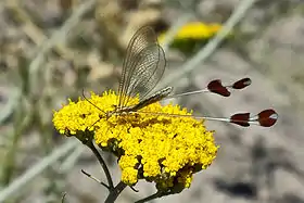 Neuroptera Nemopteridae da espécie Lertha extensa. Estes insetos são especializados no consumo do pólen das flores.