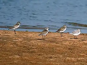Borrelhos-mongóis com um pilrito-sanderlingo