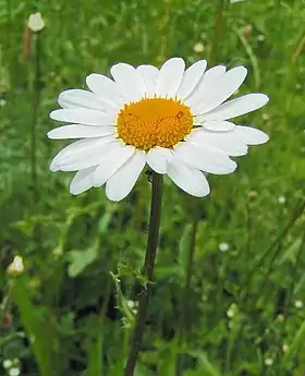 Leucanthemum vulgare.