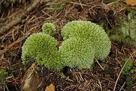 Leucobryum glaucum.